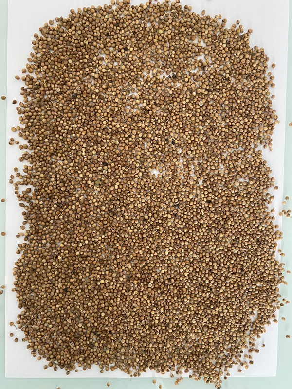 Whole Coriander Seed from Russia